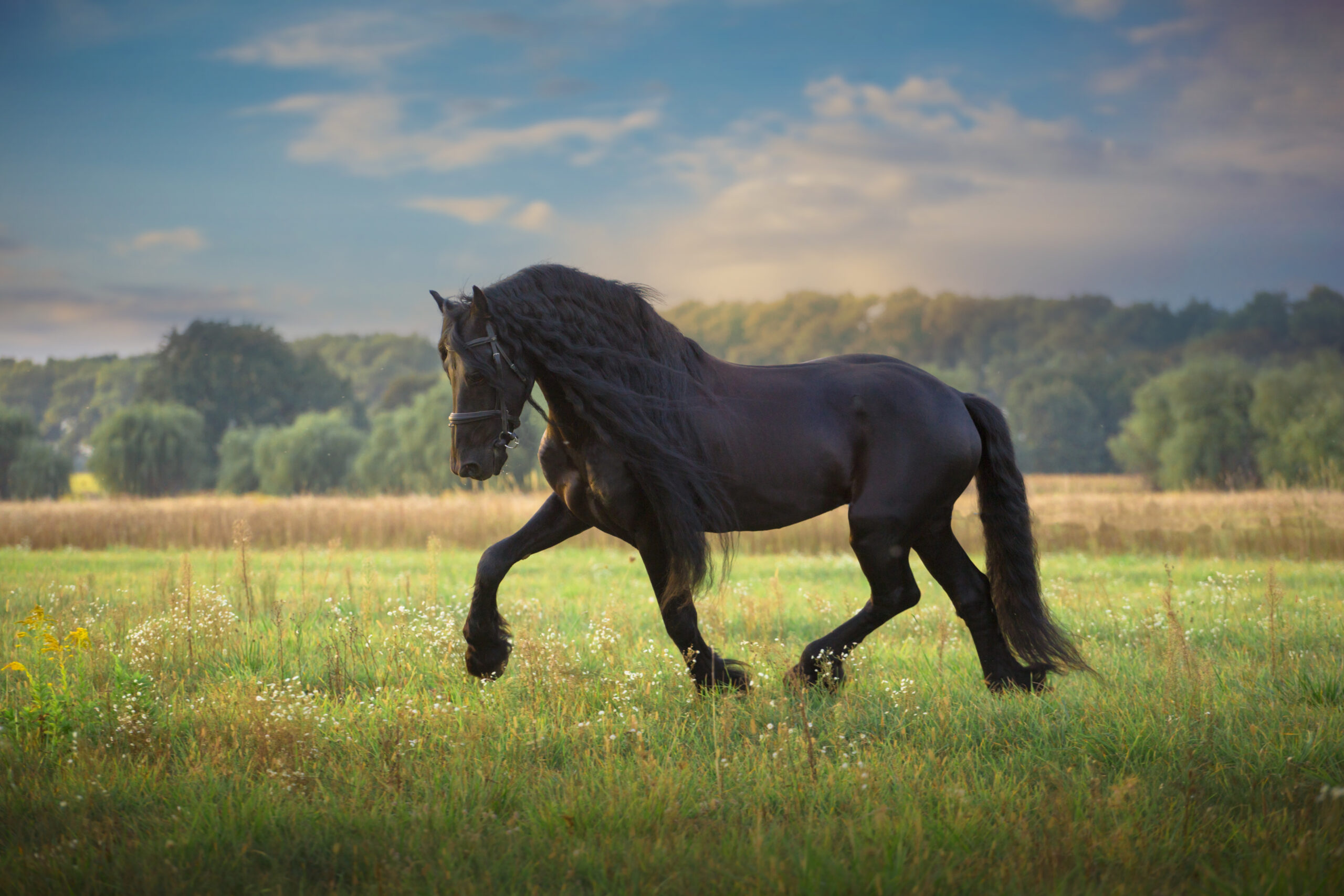 Lire la suite à propos de l’article Le Superbe Cheval Frison : origine et caracteristiques